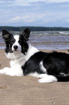 Border Collie