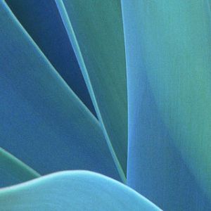 Agave