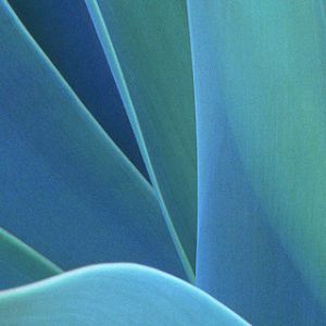 Agave