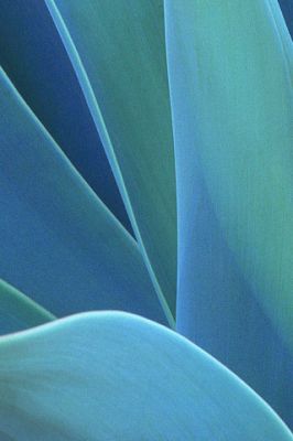 Agave