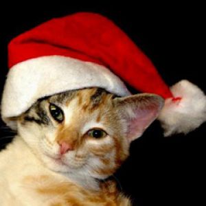 Christmascat