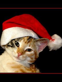 Christmascat