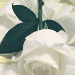 White Rose