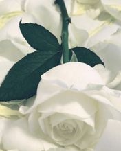 White Rose