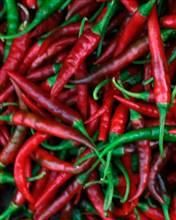 Chilli 