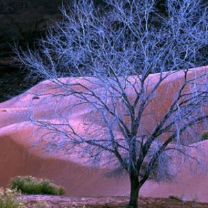 Sunset Tree Dunes