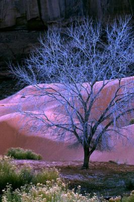 Sunset Tree Dunes