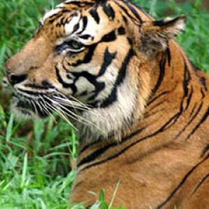 Kuala Lumpur National Zoo - Tiger