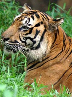 Kuala Lumpur National Zoo - Tiger