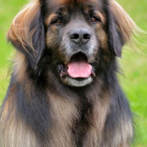 Leonberger 