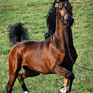 Arabian Horse 