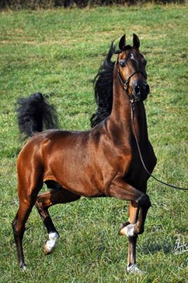 Arabian Horse 