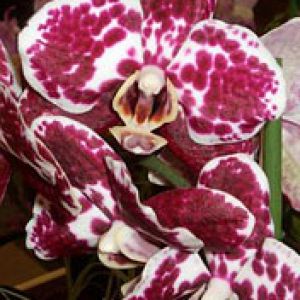 Phalaenopsis 