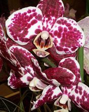 Phalaenopsis 