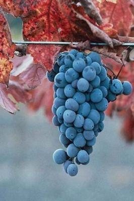 Grape