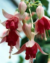 Fuchsia