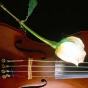 Rose & Violoncelo