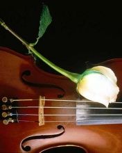 Rose & Violoncelo