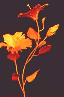 Hibiscus