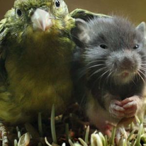 Parrot and Mouse Friends