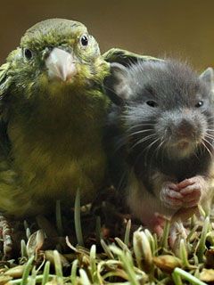 Parrot and Mouse Friends