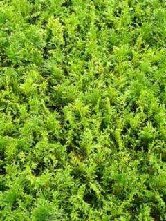 Thuja Smaragd