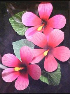 Hibiscus