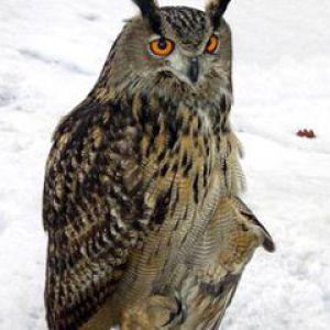 Bubo bubo