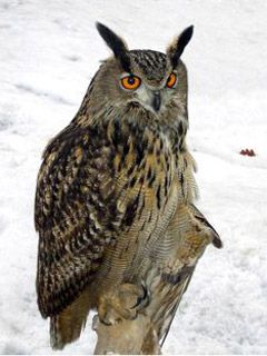 Bubo bubo
