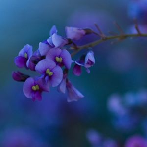 Native Lilac