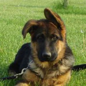 German Shepherd Dog