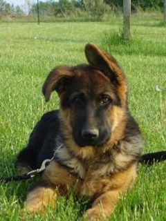 German Shepherd Dog