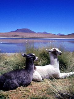 Bolivia