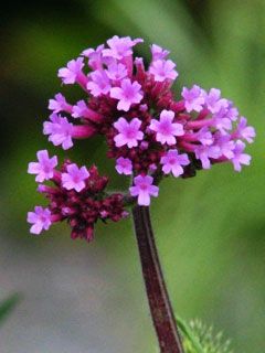 Verbena Bonariensis