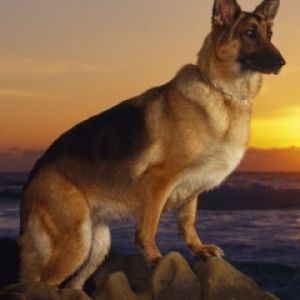 German Shepherd Dog