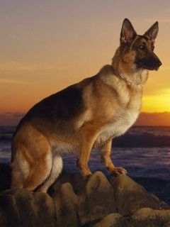 German Shepherd Dog