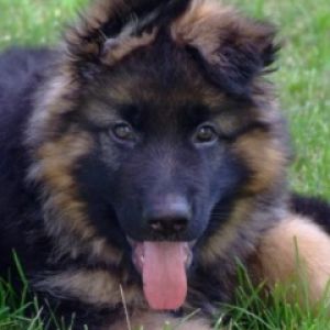 German Shepherd Dog