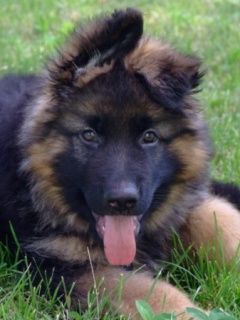 German Shepherd Dog