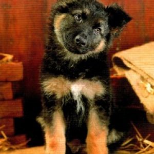 German Shepherd Dog