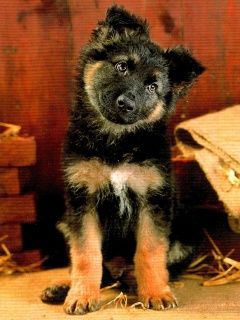 German Shepherd Dog