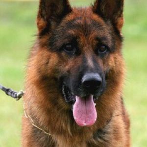 German Shepherd Dog