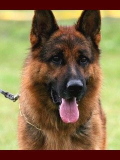 German Shepherd Dog