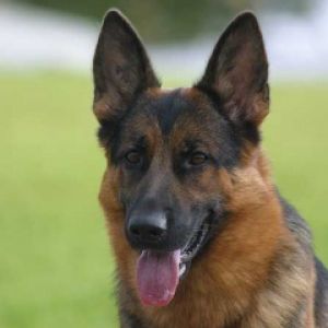 German Shepherd Dog