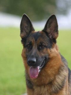 German Shepherd Dog