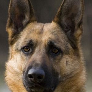 German Shepherd Dog