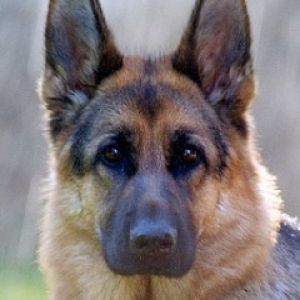 German Shepherd Dog