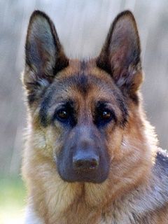 German Shepherd Dog