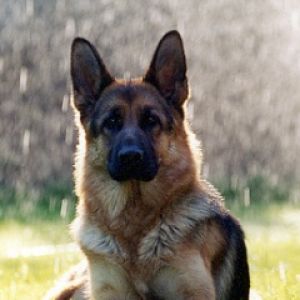 German Shepherd Dog