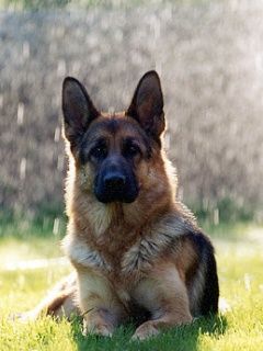 German Shepherd Dog