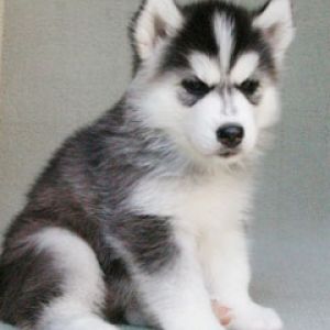 Husky